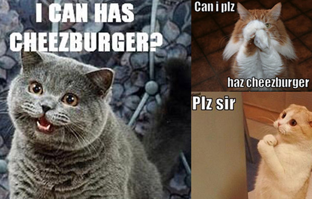 Hilarious LOL Cat picture