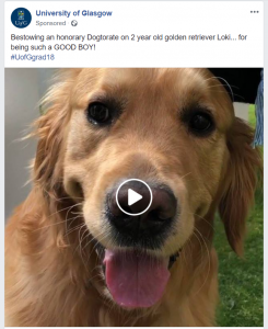 A facebook post of a golden retriever on Glasgow University's facebook page